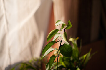 Young citrus tree sprout indoors. Green leaves.