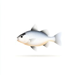 Fototapeta premium Blackchin tilapia fish clipart, edible seafood, flat design, minimalist style, isolated on white background.