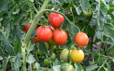 a close up of a bunch of cherry tomatoes are growing on a plant 