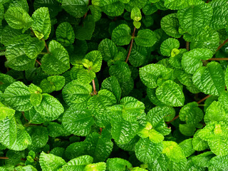 A close-up of fresh mint leaves, evoking a sense of tranquility and purity.