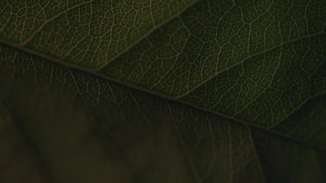 Illuminating leaf pattern macro 