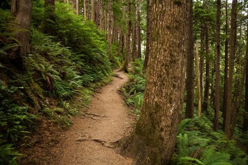 Obraz premium A Hiking trail at Oswald West State Park. It is part of the Oregon state park system and is located about 10 miles south of the city of Cannon Beach, on the Pacific Ocean