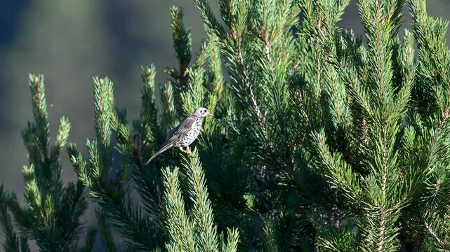 Mistle Thrush