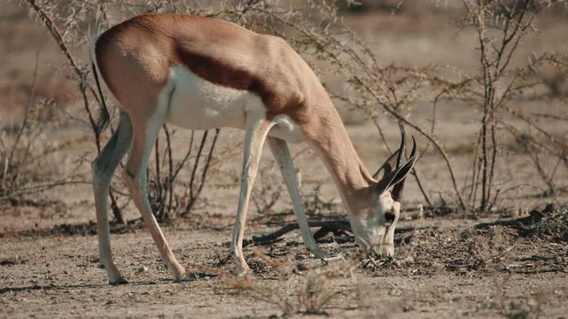Head of grazing and browsing herd or group of springbok, impala, or springbuck antelope shading under a acacia tree in Etosha National Park, Namibia, Africa