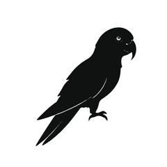 Fototapeta premium A black parrot with a large beak and distinctive feather patterns