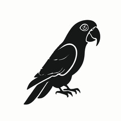 Fototapeta premium A black parrot with a large beak and distinctive feather patterns