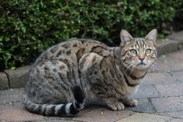 Pictures of domestic Bengal Cats