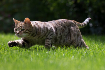 Pictures of domestic Bengal Cats