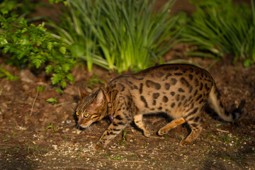Pictures of domestic Bengal Cats