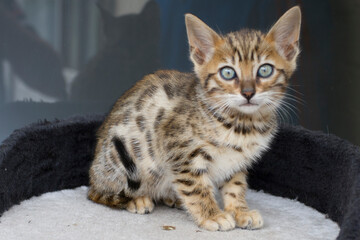 Obraz premium Pictures of domestic Bengal Cats