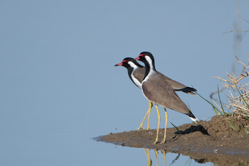 A pair of red-wattled lapwing (Vanellus indicus) at Desert National Park in Rajasthan, India