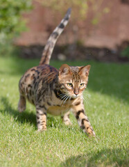 Pictures of domestic Bengal Cats