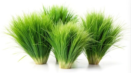 Flowing green tussock grass bunches reflected on white background
