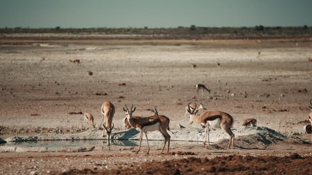 Head of grazing and browsing herd or group of springbok, impala, or springbuck antelope shading under a acacia tree in Etosha National Park, Namibia, Africa