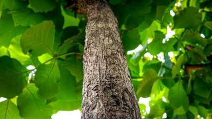 Tree trunk, green leaves, sunlight through canopy. Suitable for nature blogs, environmental websites, or wellness publications.


