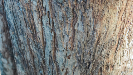 Tree trunk, green leaves, sunlight through canopy. Suitable for nature blogs, environmental websites, or wellness publications.


