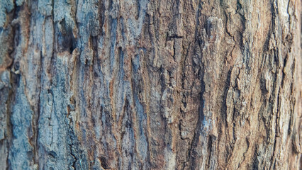 Tree trunk, green leaves, sunlight through canopy. Suitable for nature blogs, environmental websites, or wellness publications.


