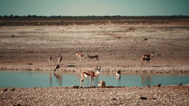 Head of grazing and browsing herd or group of springbok, impala, or springbuck antelope shading under a acacia tree in Etosha National Park, Namibia, Africa