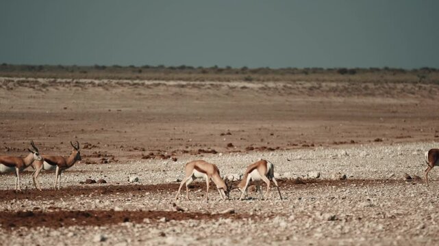 Head of grazing and browsing herd or group of springbok, impala, or springbuck antelope shading under a acacia tree in Etosha National Park, Namibia, Africa
