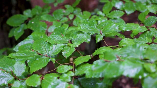 Hojas verdes mojadas al viento en el bosque