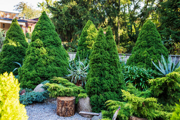 Agave in a pot among trimmed thuja, juniper, and round stones. Landscape design in the park.