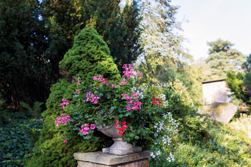 White and red ivy-leaved geranium in a stone planter at the park entrance, with trimmed thuja and yew in the background.