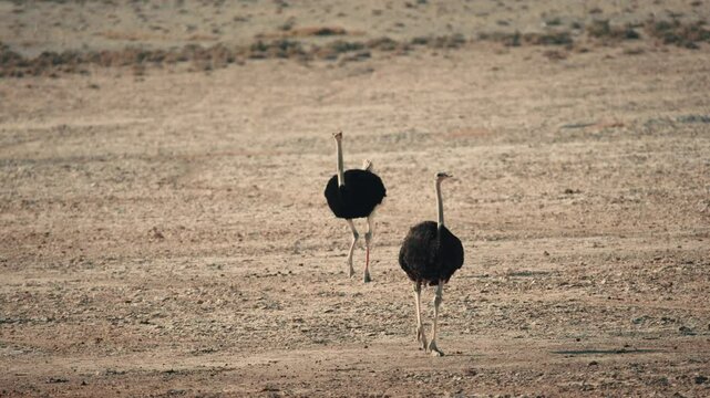 Male ostrich in his magnificent plumage walks left to right trough grassland. Brightly colored beak and shins are clearly visible.Namibia 