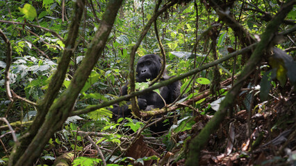 Gorilla in Bwindi Impenetrable Forest. Uganda  © Hortigüela