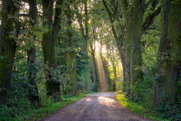 Fototapeta premium oak alley during sunrise. an alley in the village planted with old oaks. huge trees by the road. rays breaking through trees and leaves on an autumn morning. sunrise. rural landscape.