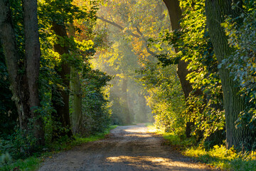 oak alley during sunrise. an alley in the village planted with old oaks. huge trees by the road. rays breaking through trees and leaves on an autumn morning. sunrise. rural landscape. © Adam