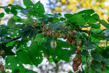 hop cones growing wild in the forest in autumn colors