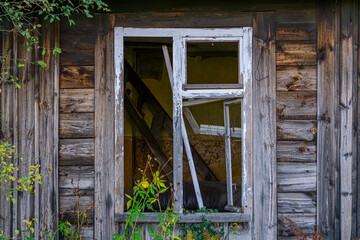 green ivy climbing an abandoned and destroyed wooden house. nature in a deserted place. broken white window with remains of old window blinds. devastation by man. © Adam