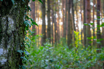 wild ivy, green ivy climbing a tree in the forest, autumn forest image with blurred background and sun and sun rays breaking through the trees © Adam