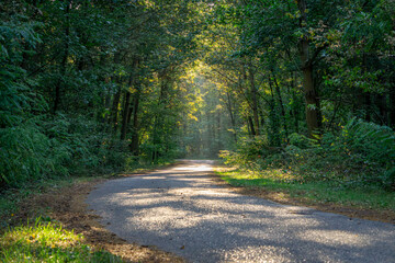 sunlight shining through the trees in the forest. dawn, morning on a forest road. summer-autumn season in the forest.