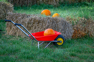 pumpkin in a children's garden wheelbarrow. race of little farmers with wheelbarrows on a pumpkin farm. pumpkin festival, pumpkin day.