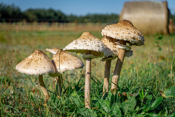 crested kite, commonly called an owl. edible mushrooms growing on a green meadow near the forest. a mushroom from which cutlets are made. autumn is the time for mushrooms