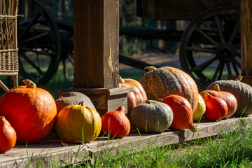 pumpkin farm, pumpkin festival, pumpkin day, fresh vegetables presentation. pumpkins standing on a wooden floor near the house as a natural autumn decoration © Adam