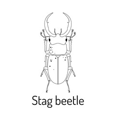 Stag beetle. Arthropod insects. Fauna coloring page. Graphic sketch of an isolated beetle with title. Vector illustration.
