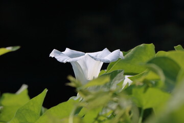 Calystegia sepium .hedge bindweed, a beautiful white flower in the hedge. 
