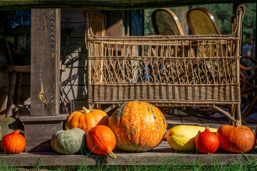 pumpkin farm, pumpkin festival, pumpkin day, fresh vegetables presentation. pumpkins standing on a wooden floor near the house as a natural autumn decoration © Adam
