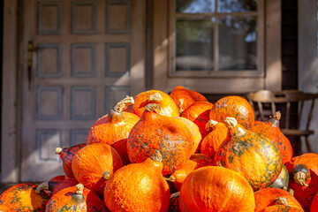 pumpkin farm, pumpkin festival, pumpkin day, fresh vegetables presentation. pumpkins standing on a wooden floor near the house as a natural autumn decoration © Adam
