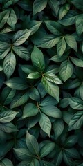 Closeup of dark green leaves elegant natural background