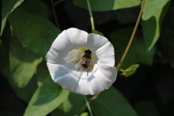 Calystegia sepium .hedge bindweed, a beautiful white flower in the hedge. 