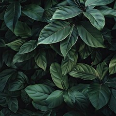 Closeup of dark green leaves natural beauty background texture