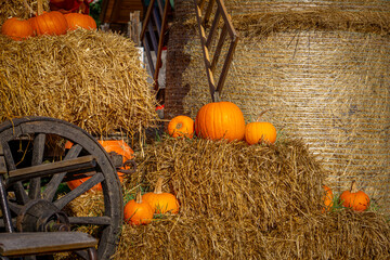 pumpkin farm, pumpkin festival, pumpkin day, fresh vegetables presentation. thanksgiving day. natural autumn decorations. pumpkins lying on bales of hay © Adam