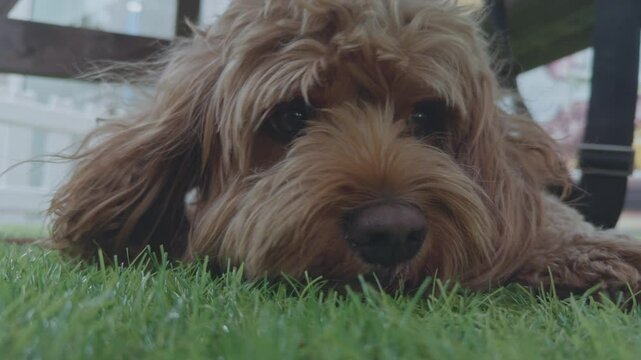 Adorable Cavapoo dog outdoors 