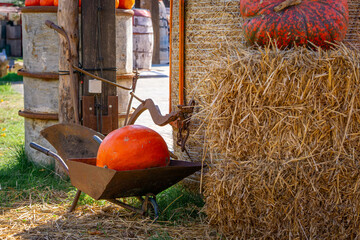 pumpkin farm, pumpkin festival, pumpkin day, fresh vegetables presentation. thanksgiving day. natural autumn decorations. pumpkins standing on dry bales of hay on a horse-drawn cart © Adam
