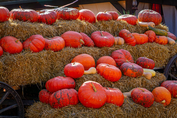 pumpkin farm, pumpkin festival, pumpkin day, fresh vegetables presentation. thanksgiving day. natural autumn decorations. pumpkins standing on dry bales of hay on a horse-drawn cart