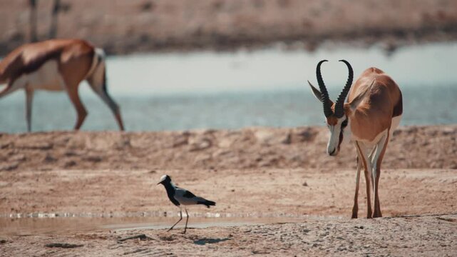 Head of grazing and browsing herd or group of springbok, impala, or springbuck antelope shading under a acacia tree in Etosha National Park, Namibia, Africa
