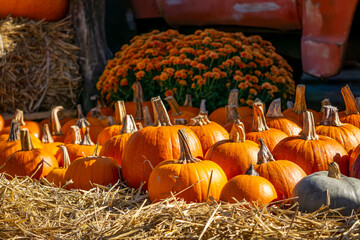 pumpkin farm, pumpkin festival, pumpkin day, fresh vegetables presentation. thanksgiving day. natural autumn decorations. pumpkins standing on dry bales of hay © Adam